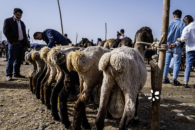 喀什牲畜市场，喀什牛羊大巴扎图片素材