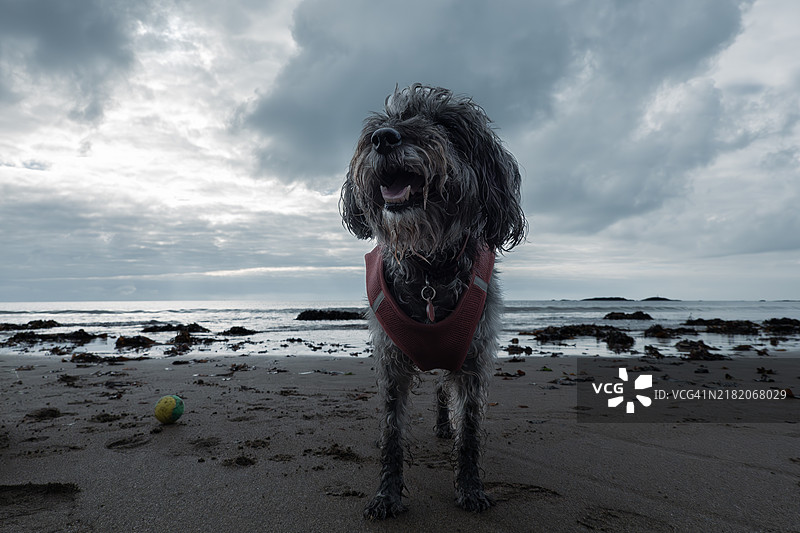 德文海滩上的施诺德犬图片素材