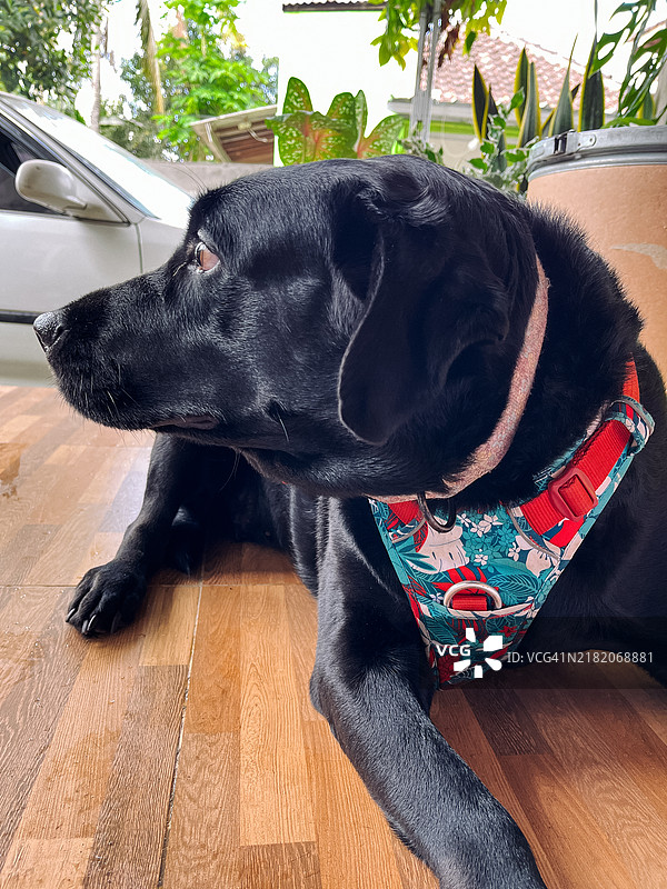 黑色拉布拉多犬在家中露台上放松图片素材