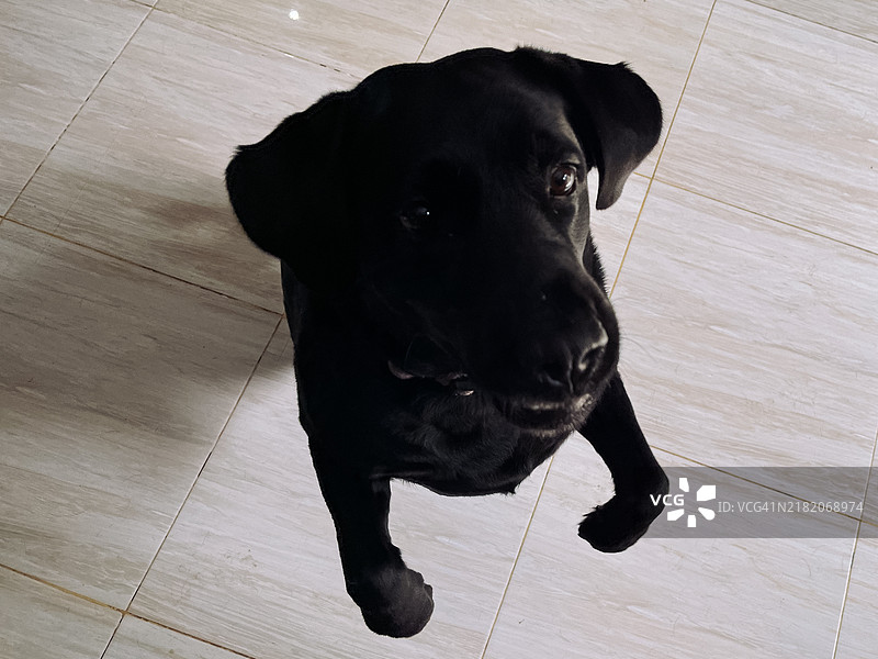 兴奋的黑色拉布拉多犬在等待图片素材