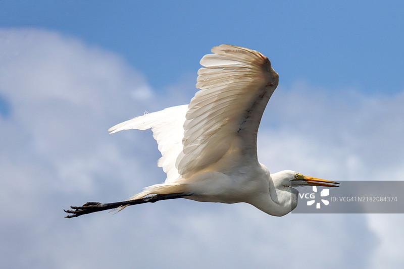 白鹭（Ardea alba）在飞行中图片素材
