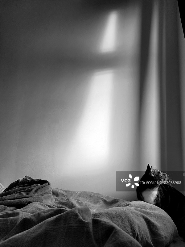 猫咪望着窗外图片素材