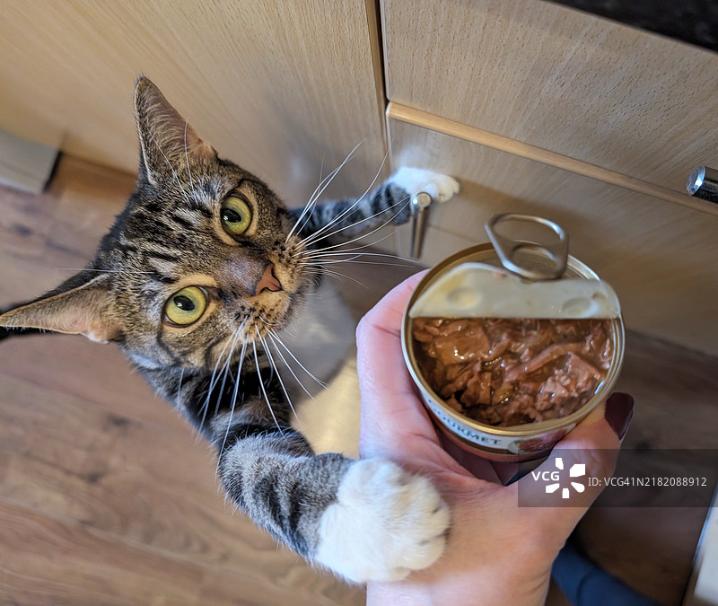 喂猫，猫咪伸手要食物图片素材
