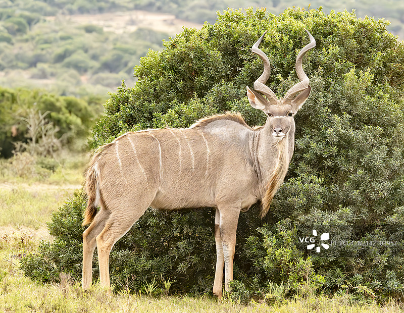 南非野生动物保护区的雄性库杜。图片素材