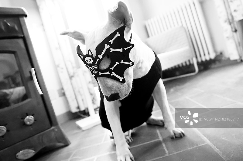 万圣节穿着服装的狗图片素材