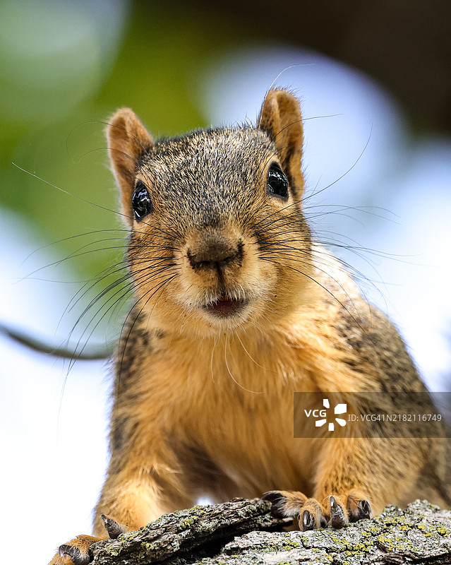 灰色美国红松鼠的特写肖像，内布拉斯加州，布莱尔，美国图片素材