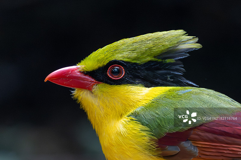 蜜蜂特写镜头图片素材
