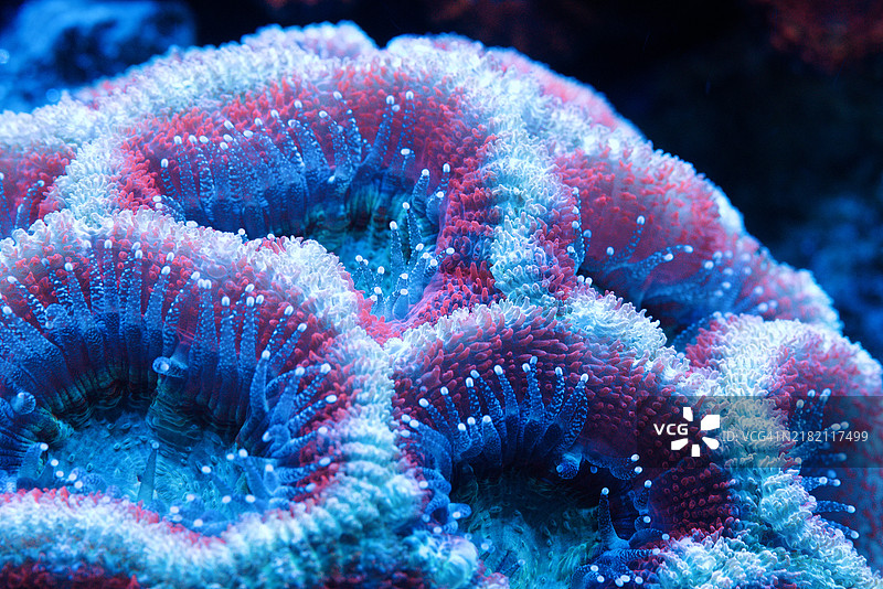 海底珊瑚特写，科罗拉多州丹佛，美国图片素材