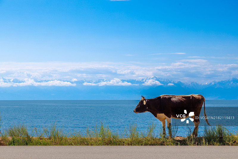 黑色的牛肚子是白色的，沿着湖边的道路走，背景是山脉。图片素材