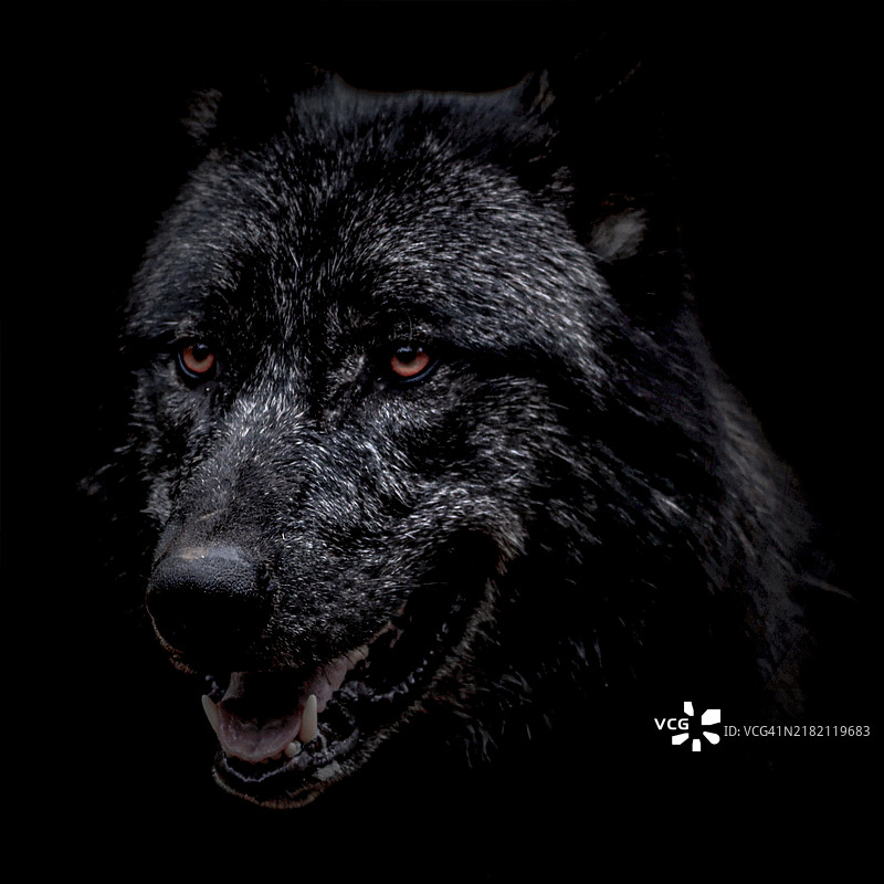 黑色背景下的狗特写图片素材