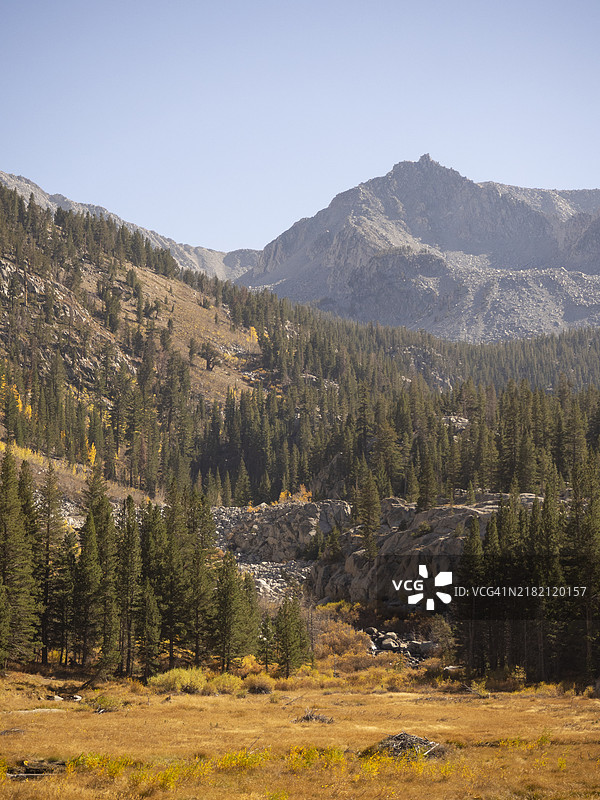 加利福尼亚州麦基溪的金色白杨树，内华达山脉的秋季色彩，美国图片素材