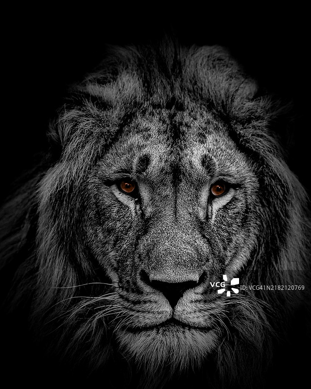 狮子的特写肖像图片素材