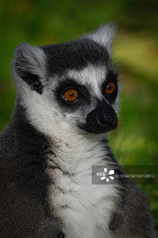 戒指特写图片素材