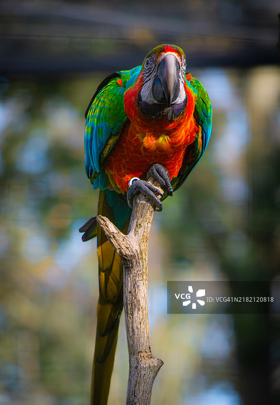 金刚鹦鹉栖息在树枝上的特写镜头图片素材