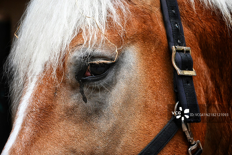 马的特写镜头图片素材