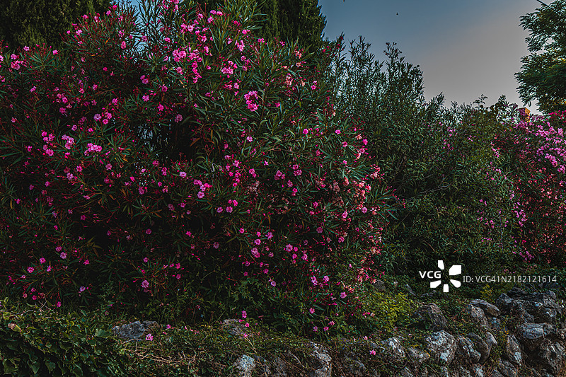 克尔克，克罗地亚，山坡上美丽的粉色花丛图片素材