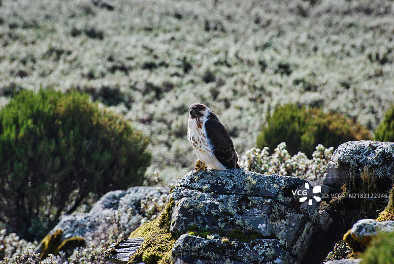 鹰栖息在岩石上的特写镜头图片素材