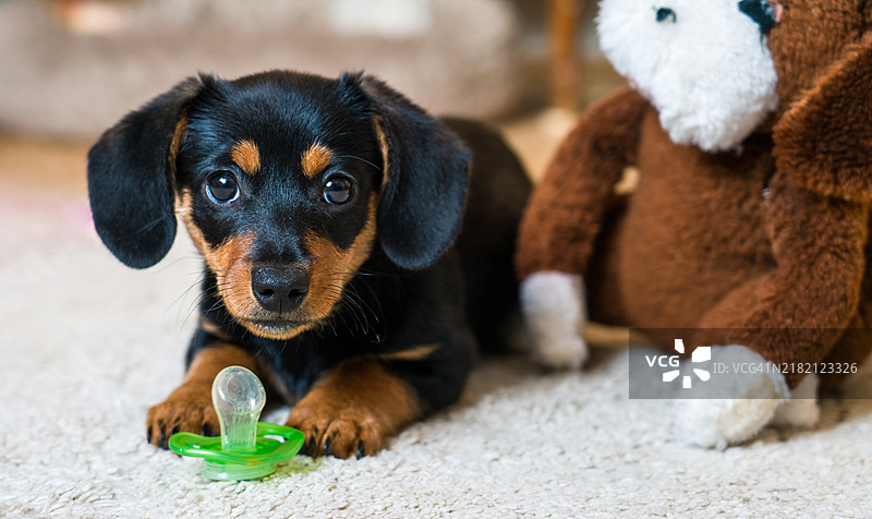 小狗的特写肖像图片素材