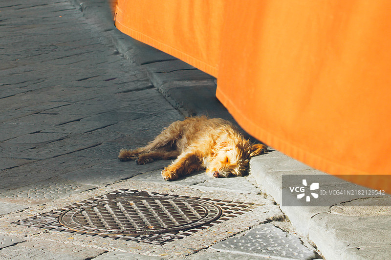 一只狗在街上睡觉图片素材