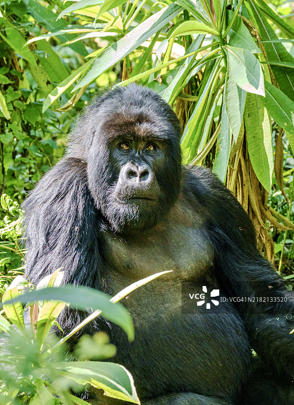 西部低地大猩猩的特写肖像，穆赞泽，卢旺达图片素材