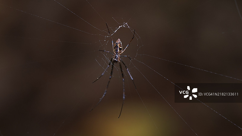 蜘蛛网的特写镜头图片素材