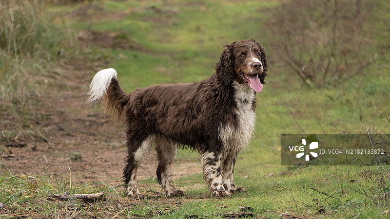 侧面视角的狗在田野上散步图片素材