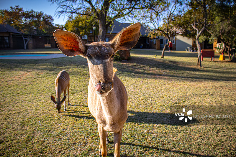 在田野上站立的山羊肖像图片素材