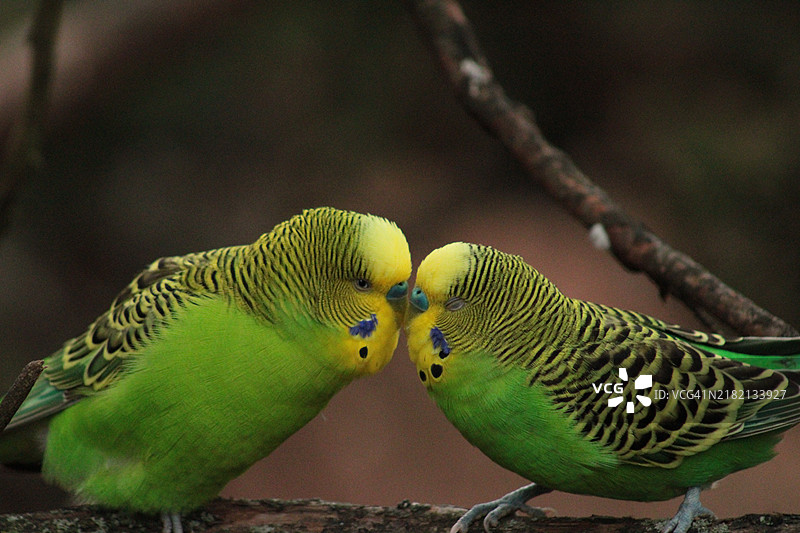 新泽西州的鹦鹉特写， 美国图片素材