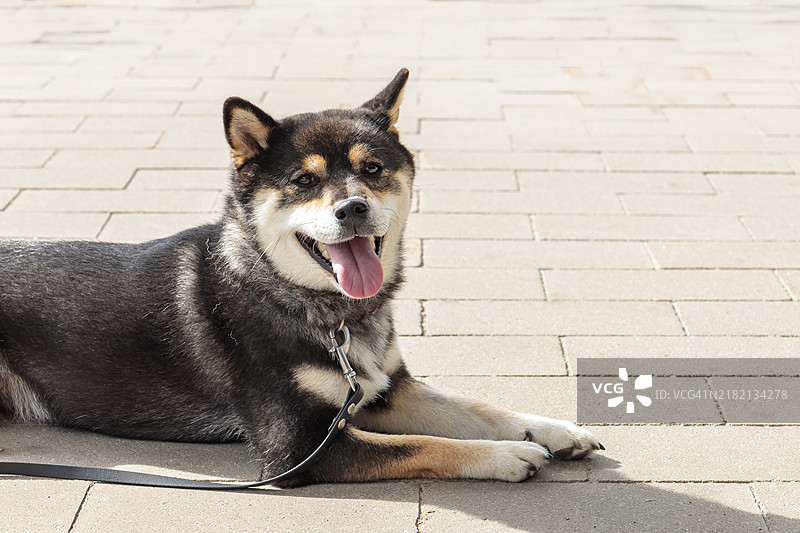 聪明的黑棕色狗，品种为日本柴犬，阳光明媚的天气中牵着绳子，伸出舌头，躺在停车场上等待主人。图片素材
