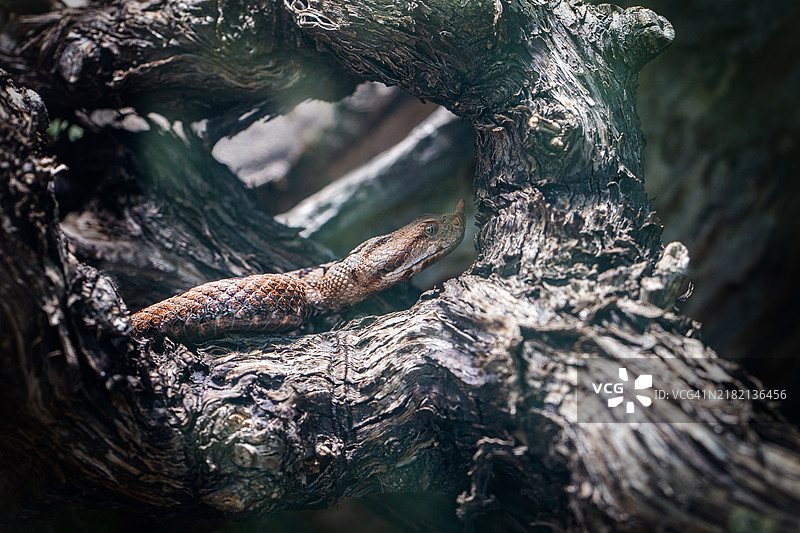 毒蛇潜行图片素材