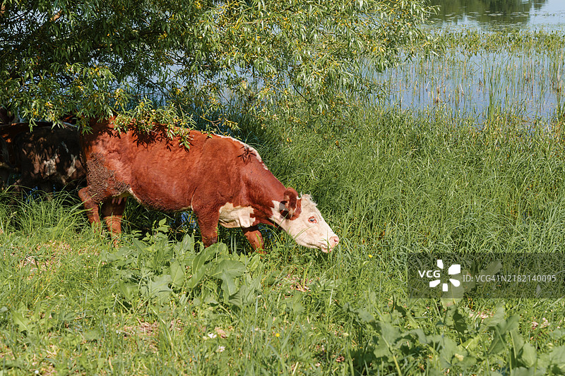 铜色的牛在宁静的海岸边的郁郁葱葱的植被上悠然自得地吃草图片素材