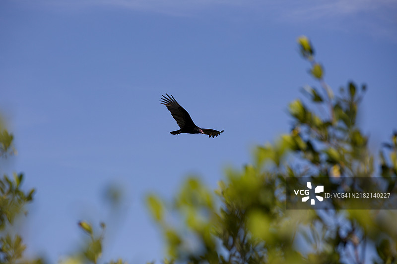 土耳其秃鹰在佛罗里达州提图斯维尔的梅里特岛国家野生动物保护区上空飞翔图片素材