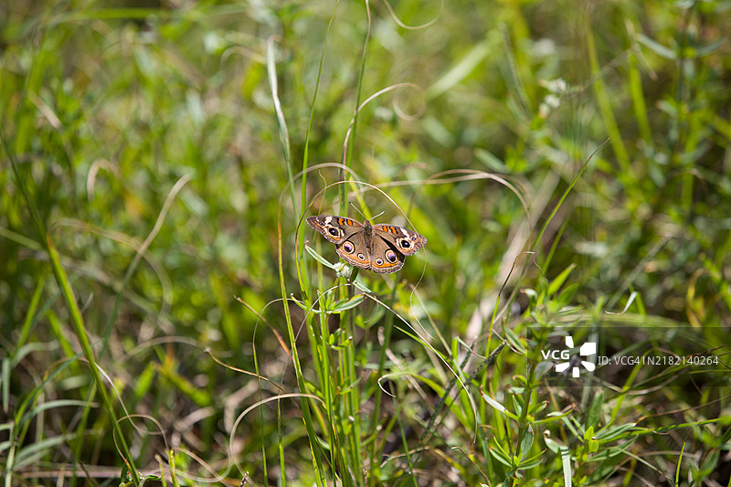 佛罗里达州蒂特斯维尔梅里特岛国家野生动物保护区的蝴蝶图片素材