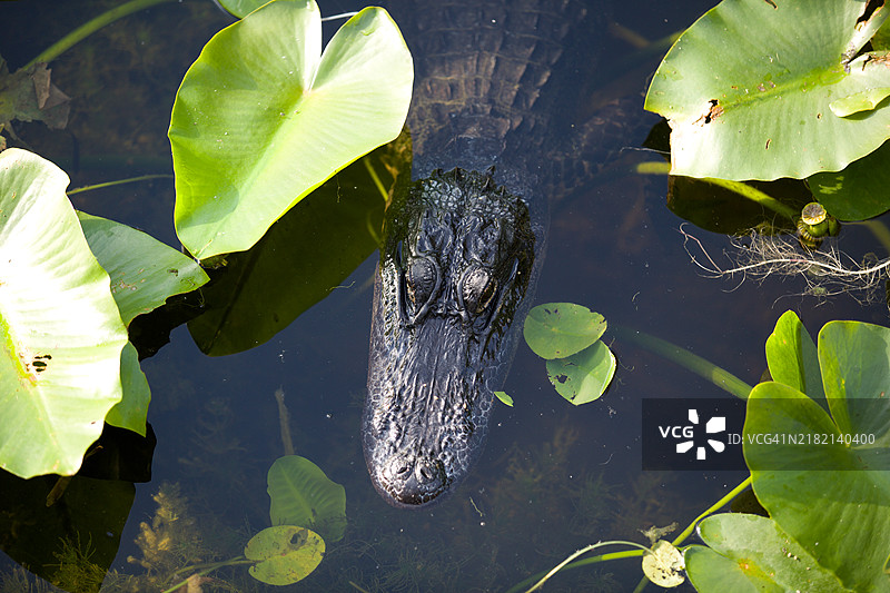 母鳄鱼在佛罗里达州提图斯维尔的梅里特岛国家野生动物保护区保护幼崽图片素材