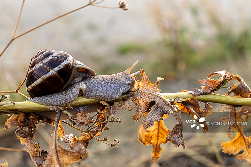 植物上的蜗牛特写图片素材