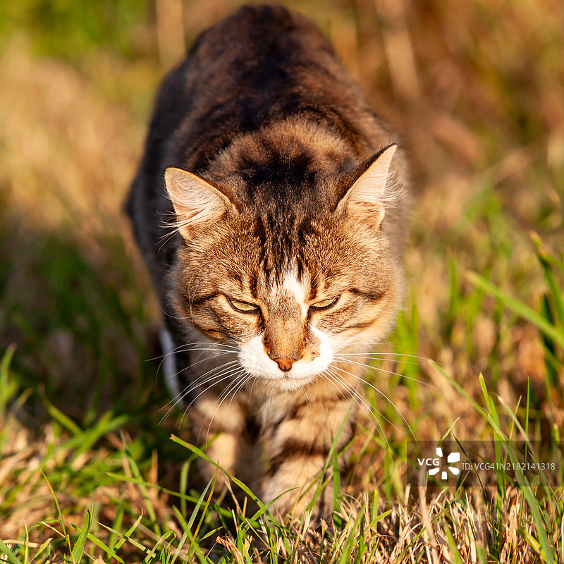 自然中行走的猫的正面肖像图片素材