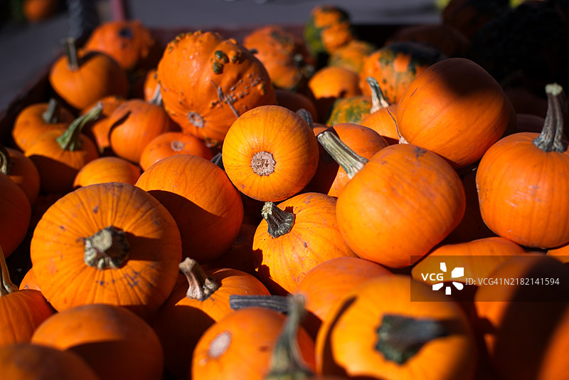 南瓜特写图片素材