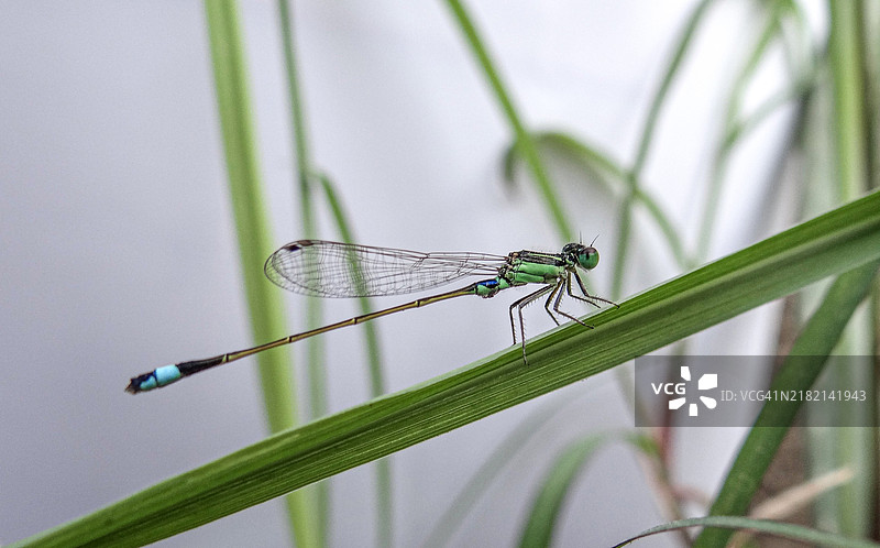 植物上的豆娘特写，开罗，开罗省，埃及图片素材