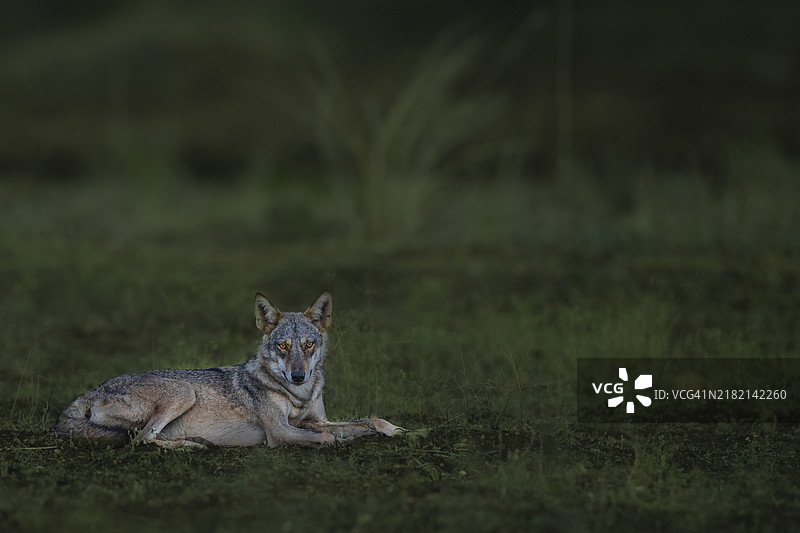 坐在田野上的鬣狗肖像图片素材