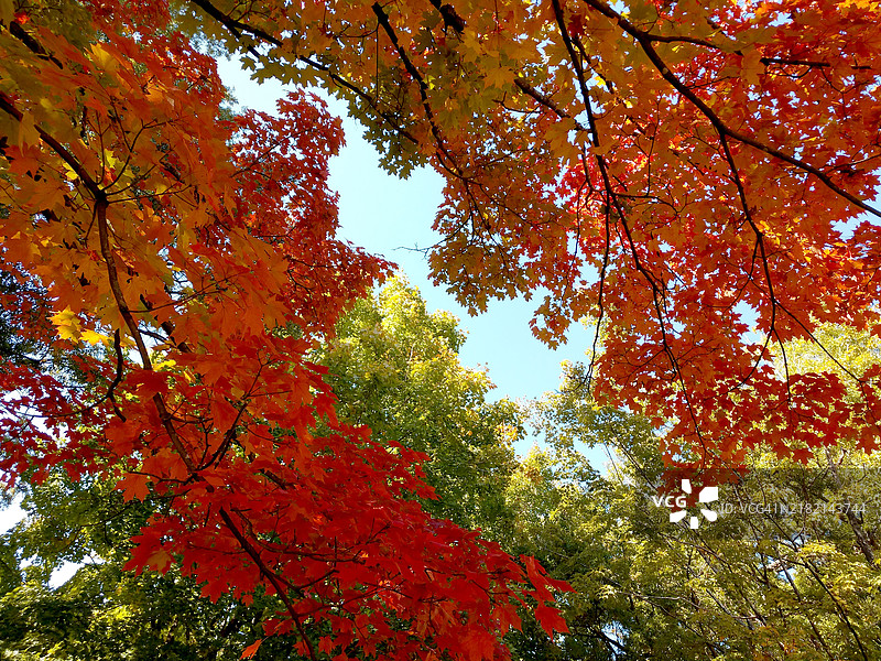 秋天的树叶在天空下的低角度视图，夏洛特，北卡罗来纳州，美国图片素材