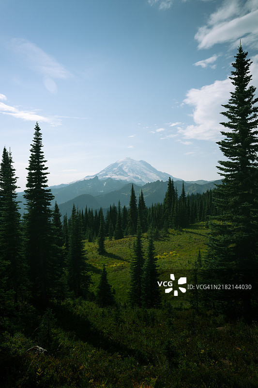 通过松树林看到的雷尼尔山宁静景色，雷尼尔山，华盛顿州，美国图片素材