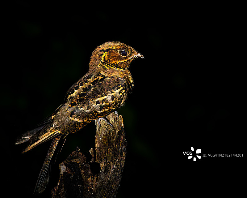 长尾夜鹰 - 鸟类特写，栖息在黑色背景下的树枝上图片素材
