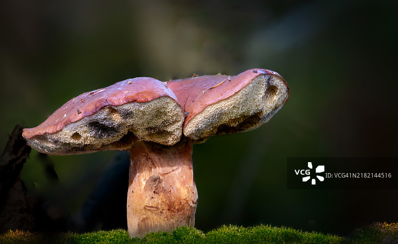 户外生长的蘑菇特写镜头图片素材