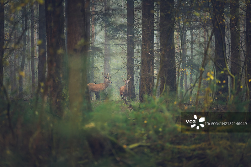 两只鹿在森林中漫步图片素材