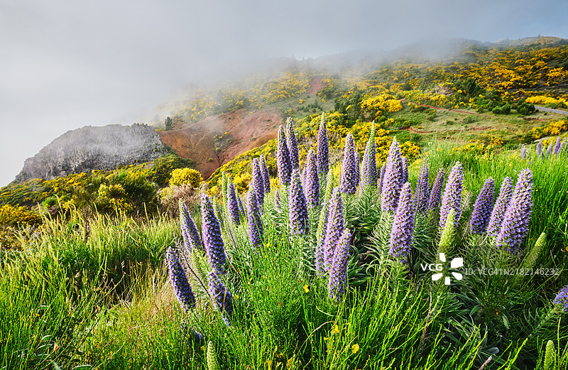 马德拉风景，盛开的马德拉之骄花和绽放的金雀花灌木，葡萄牙图片素材