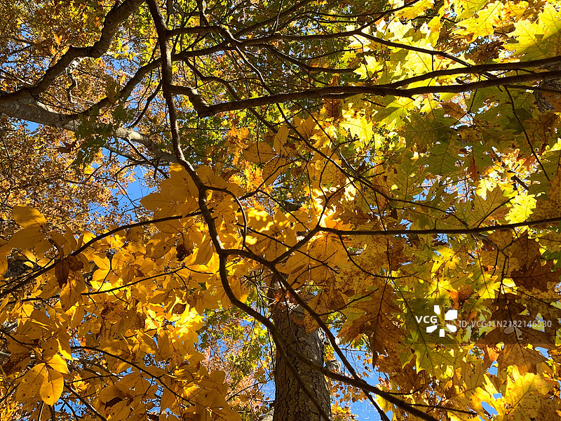 从低角度看马萨诸塞州的秋季树木，美国图片素材