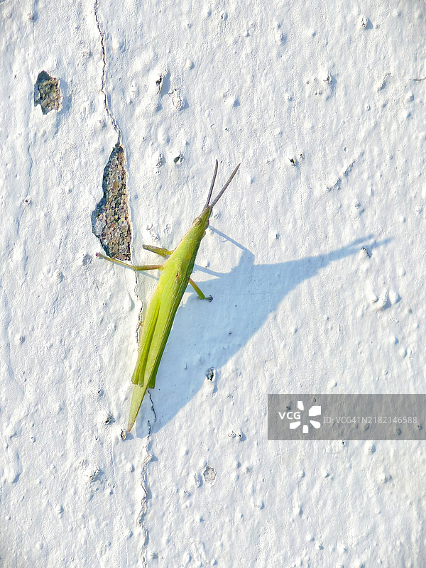 雪上的蚂蚱特写， 中国图片素材