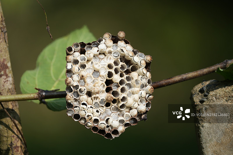 蜜蜂在蜂巢上的特写镜头图片素材