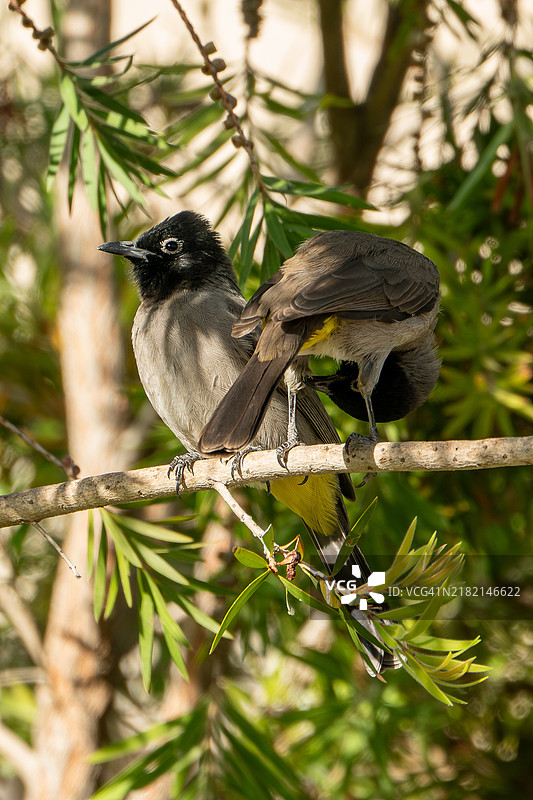 热带夜莺栖息在树枝上的特写镜头图片素材