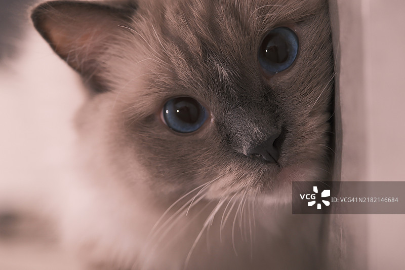 加利福尼亚州丰塔纳的猫咪特写肖像，躺在地板上图片素材